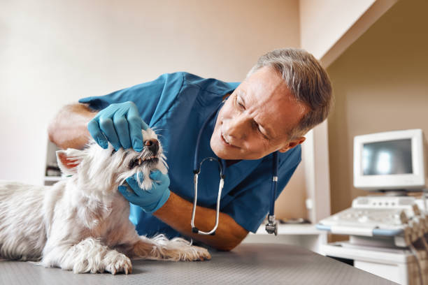 Best Emergency Wisdom Teeth Removal in Robesonia, PA